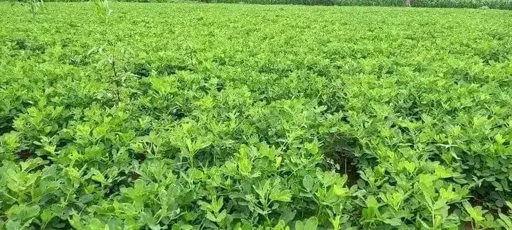 DenuAman's tweet photo. Buno Bedele District is making all the initiatives successful and one of these is ocholoni which has been produced on over 8000 hectares of land this year. https://t.co/TvL31IpzNY