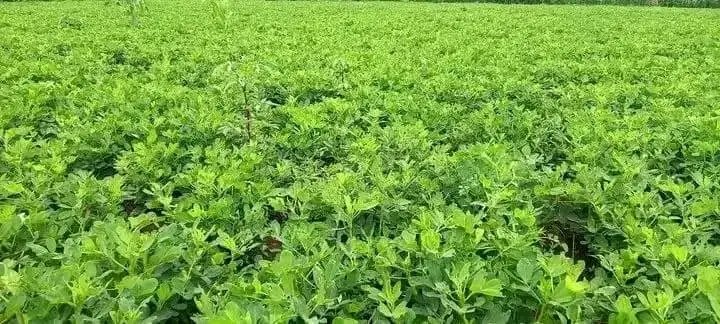 DenuAman's tweet photo. Buno Bedele District is making all the initiatives successful and one of these is ocholoni which has been produced on over 8000 hectares of land this year. https://t.co/TvL31IpzNY