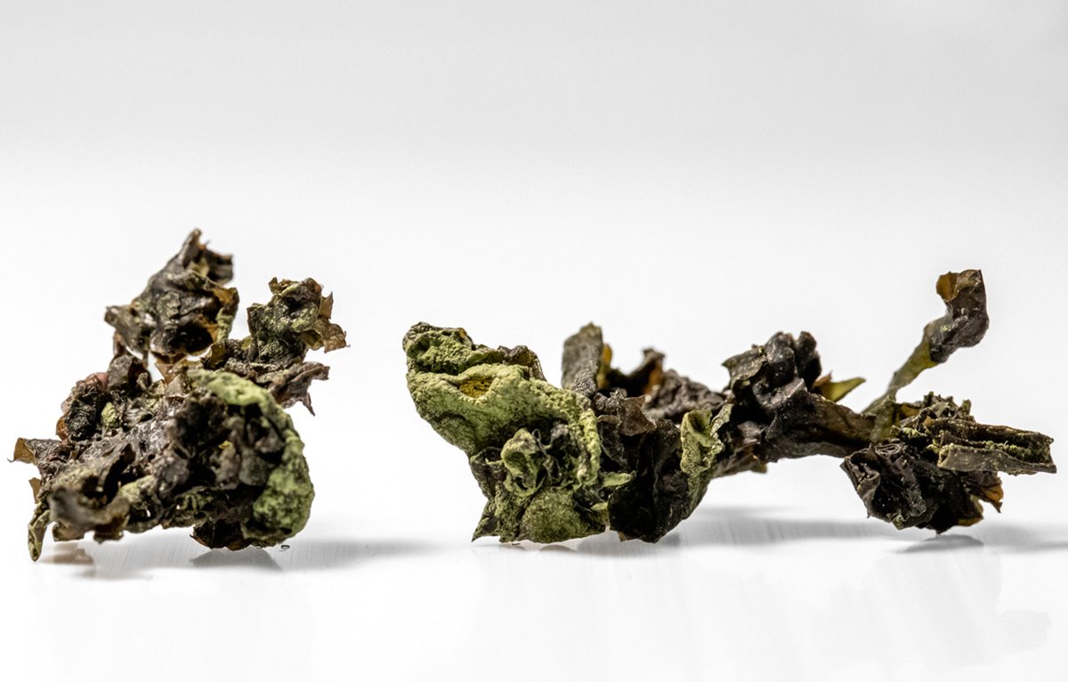 I was quite honored to be included in this important conversation about black seaweed (Pyropia abbottiae), hosted by the Sealaska Heritage Institute. Indigenous communities in the Pacific Northwest are concerned for a critical resource: sealaskaheritage.org/node/1827