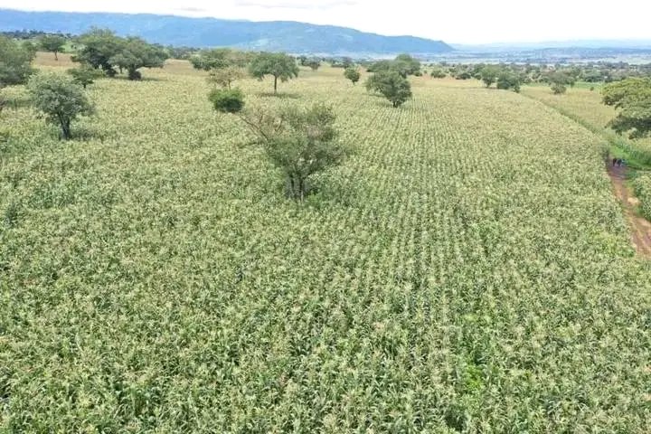 DenuAman's tweet photo. Dabo Hana District Maize Cluster in Buno Bedel Distirict. https://t.co/TnMj3kHHrA