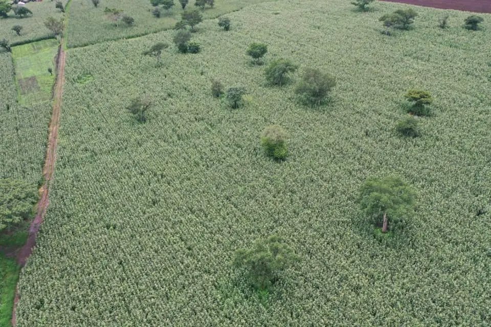 DenuAman's tweet photo. Dabo Hana District Maize Cluster in Buno Bedel Distirict. https://t.co/TnMj3kHHrA