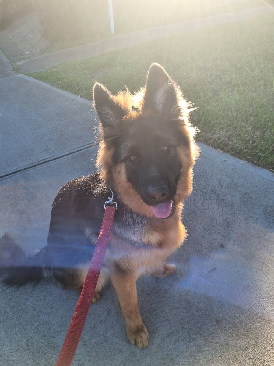 Razikaze7891's tweet photo. @belinduhpyne Doggo as a timeline cleanser https://t.co/3Ev5tld66j