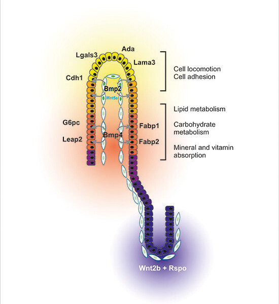 emboreports's tweet photo. Terminal #differentiation of villus tip #enterocytes is governed by distinct Tgfβ superfamily members.

-> https://t.co/LD0VY5ajeg https://t.co/FBph2MrsbS