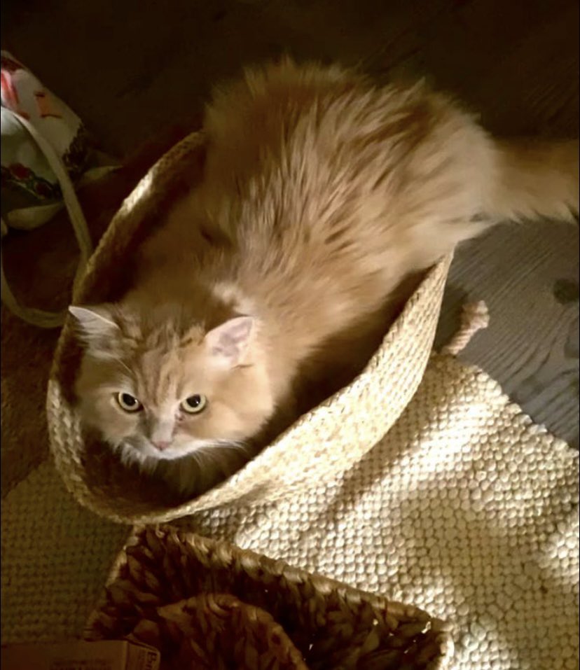 Deema Bin Salem tweet media