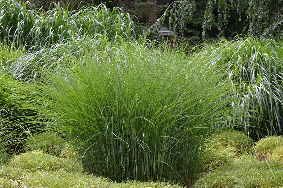 ECGrowers's tweet photo. One of the earliest cultivars of Miscanthus, 'Gracillimus' has graced American gardens since the early 1900s. All these years later, it is still swoon-worthy, still a top seller, and still the standard.
Available to ship now in 3 versatile sizes! 

#plants https://t.co/SlUjDQi7lE
