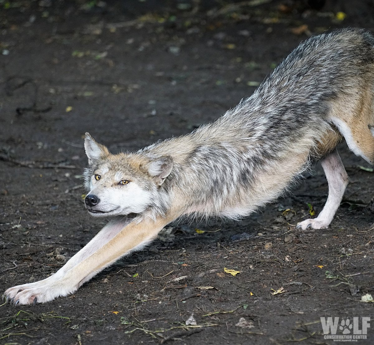 nywolforg's tweet photo. Start your day with a STREEEETTCCHHH 🐺 https://t.co/pKrURA8ArP