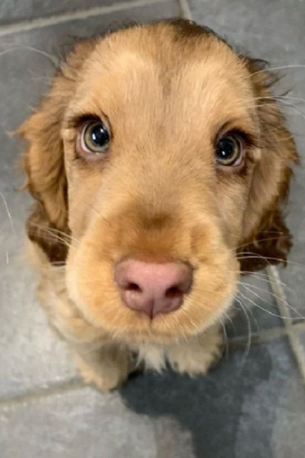 💖 (@twaniimals) on Twitter photo 