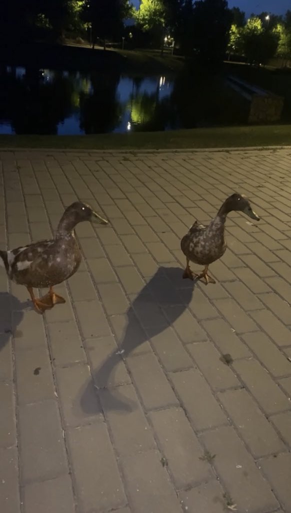 Tienen un significado🦆🦆