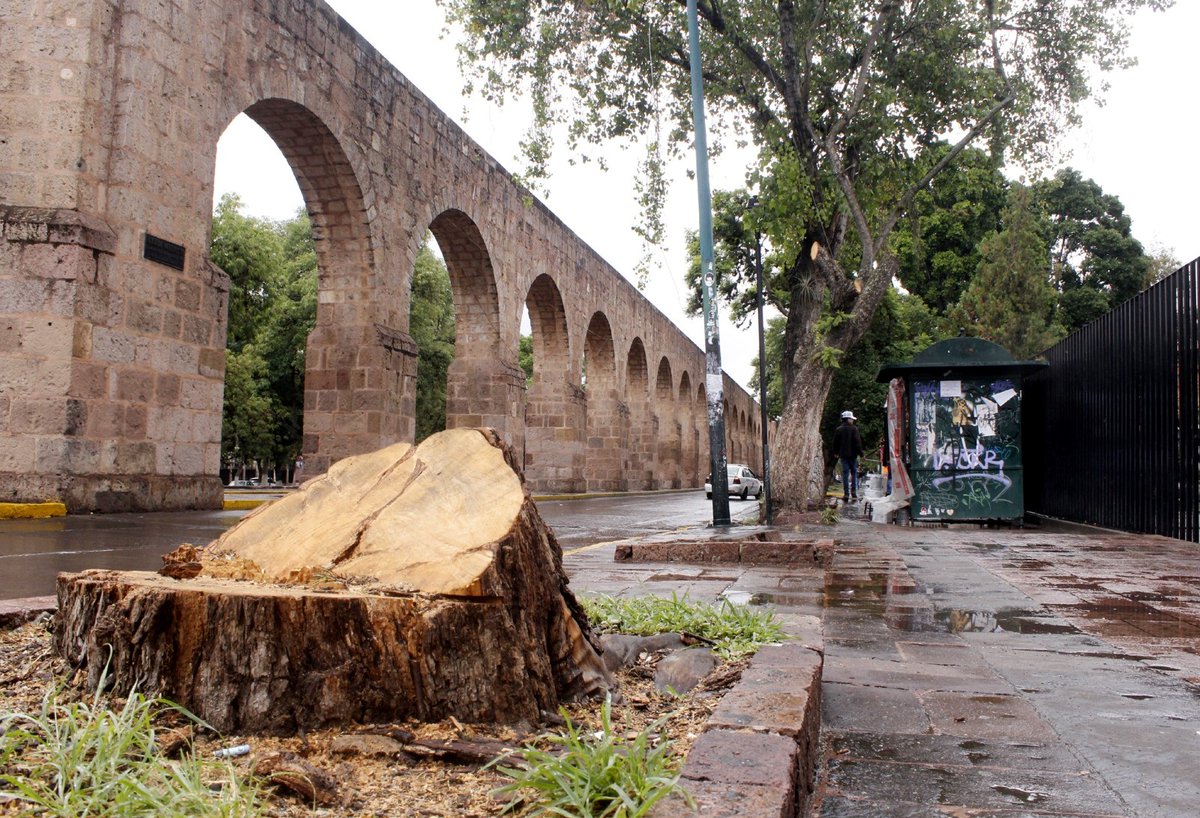 vozmichoacan's tweet photo. 🟣 ¿Alguna vez viste la hermosa jacaranda que cada primavera decorada el Acueducto de #Morelia, al llegar a las Tarascas? 

🪵 Ahora solo el recuerdo queda, porque el árbol fue talado, junto con otra jacaranda que estaba al lado, frente a la Normal Urbana.

📸: Samuel Herrera Jr. https://t.co/BJBojg5eTQ