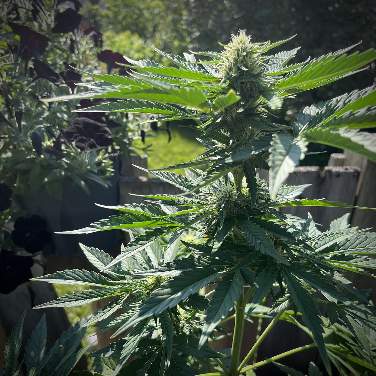 MyrceneDream's tweet photo. Lilac Grape Diesel soaking up the sun. 6 1/2 weeks old

#weedplant #outdoorgrow #growyourown https://t.co/029MH4yZh9