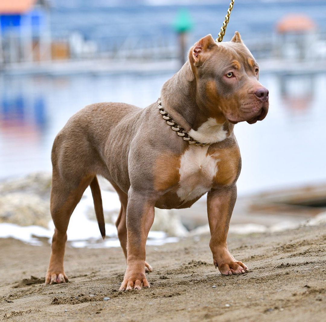 PITBULL's 🐶❤ (@amopitbulls1) on Twitter photo 