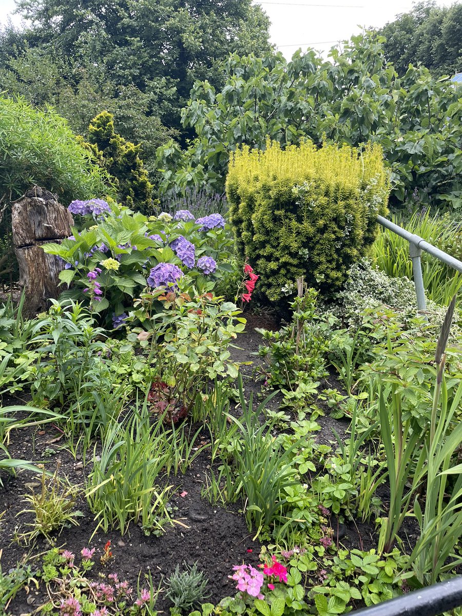 sarabrownhawk's tweet photo. 🌿🌻 Embracing the serenity of gardening! 🌱✨ There's something magical about getting your hands dirty, nurturing tiny seeds, and witnessing them blossom into beautiful plants. 🌸🌿

#GardeningLove #GreenThumbs #NatureLovers #BackToNature #PlantLife #GardenGoals #sheffield https://t.co/DDGkH3gCKF