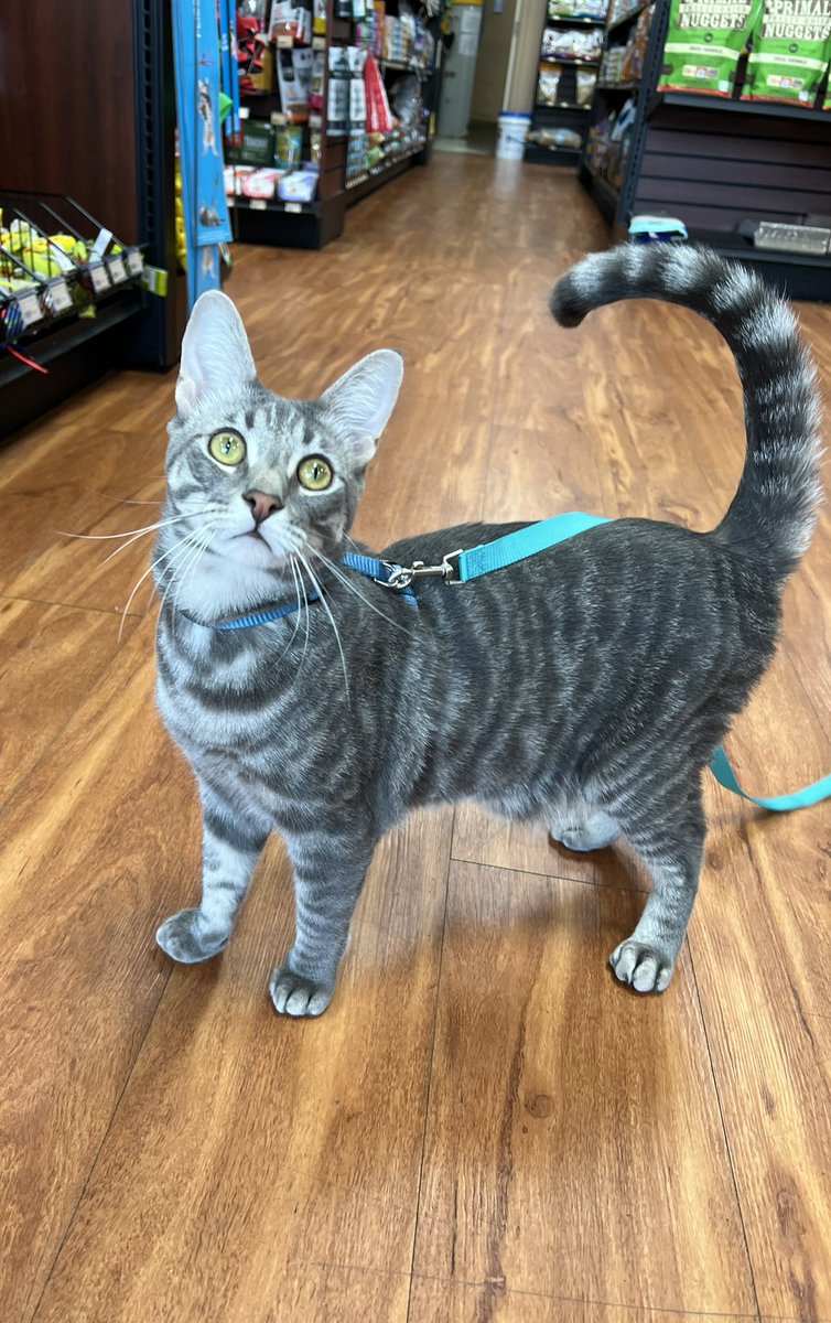 SAFEteamrescue's tweet photo. Happy Wednesday from Edmonton adoptable kitty, Thomas!  Thomas is really shining out in his role as in-store supervisor at Pet Valu Meadows (2386 24 Street, Edmonton), he loves doing his rounds, counting inventory and stocking the shelves!  This cutie pie is such a lovely and https://t.co/4tvucb3Ldm