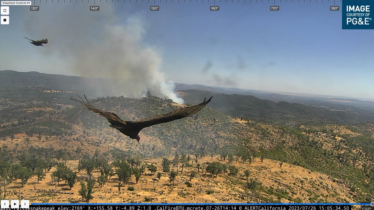 wildland_zko's tweet image. Turkey vultures headed to the #TurkeyFire - wish I was there with you, brothers! 
Webcams are dope.