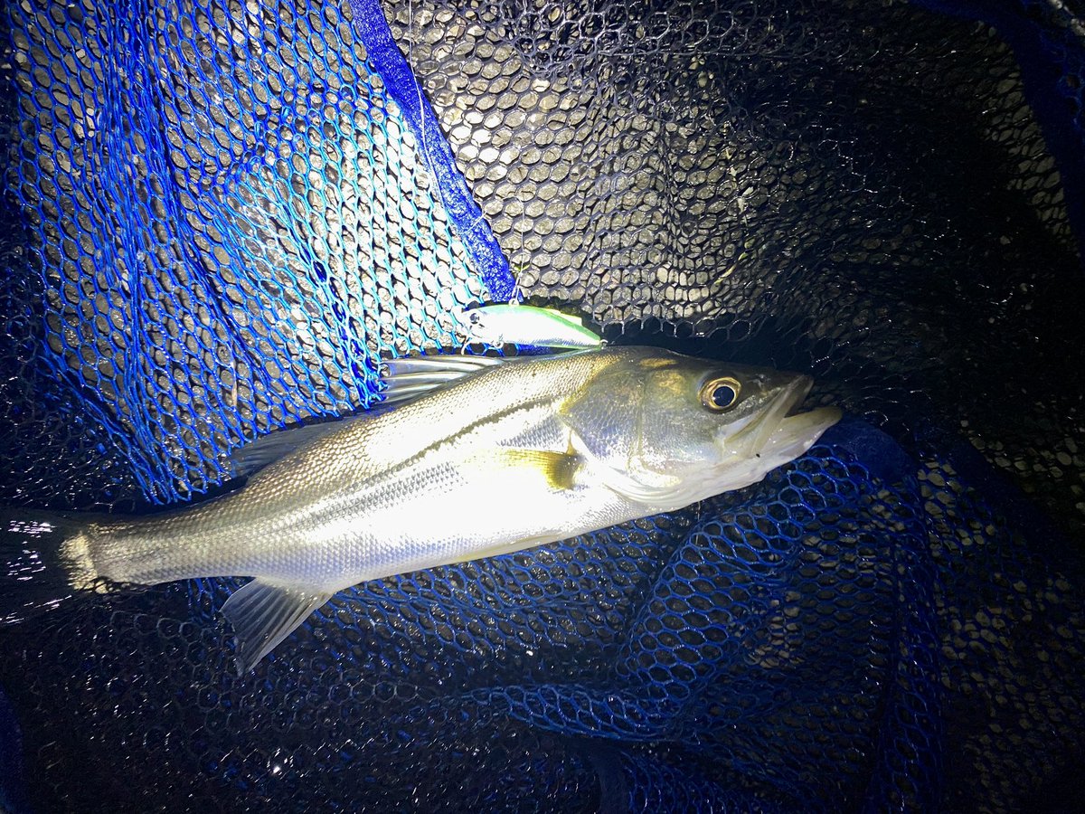 FishingLabo's tweet photo. 昨日の埼玉県最上流シーバス結果‼️

忙しいこともあって数ヶ月振り😅

おろしたてのミニエント57sで攻めると💥

結果、10ヒット６ゲットで👌だけどサイズは小さいかな。

最後にハクレン2回スレで、最後にルアー殉職で終了。

他のバイブだと全然当たりなし💦

#埼玉県シーバス
@d_sw_shore https://t.co/J2C92hjrSF