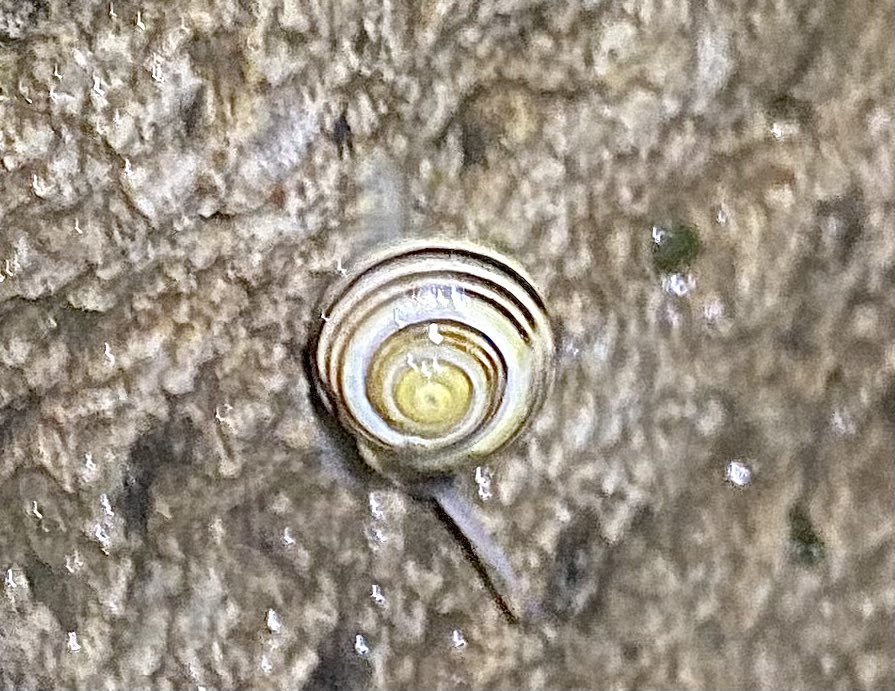 Late walking: continuing Lakes drizzle &amp; the slow paced other world of whorled wall inhabitants animate the otherwise still night….