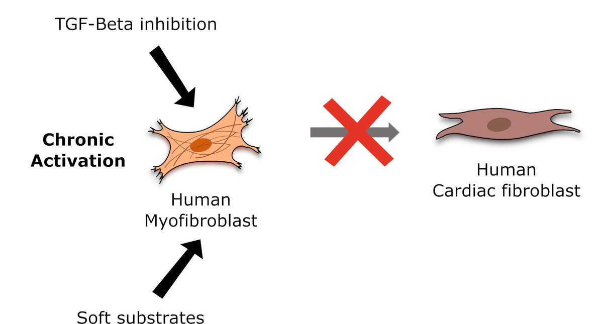 Pleased to share our latest @SciReports work on human cardiac myofibroblast plasticity. Chronically activated human cardiac fibroblasts cannot be reversed to their quiescent phenotype, in vitro. @CaitlinHall14 @milkpowder @Gundrylab #controversy nature.com/articles/s4159…