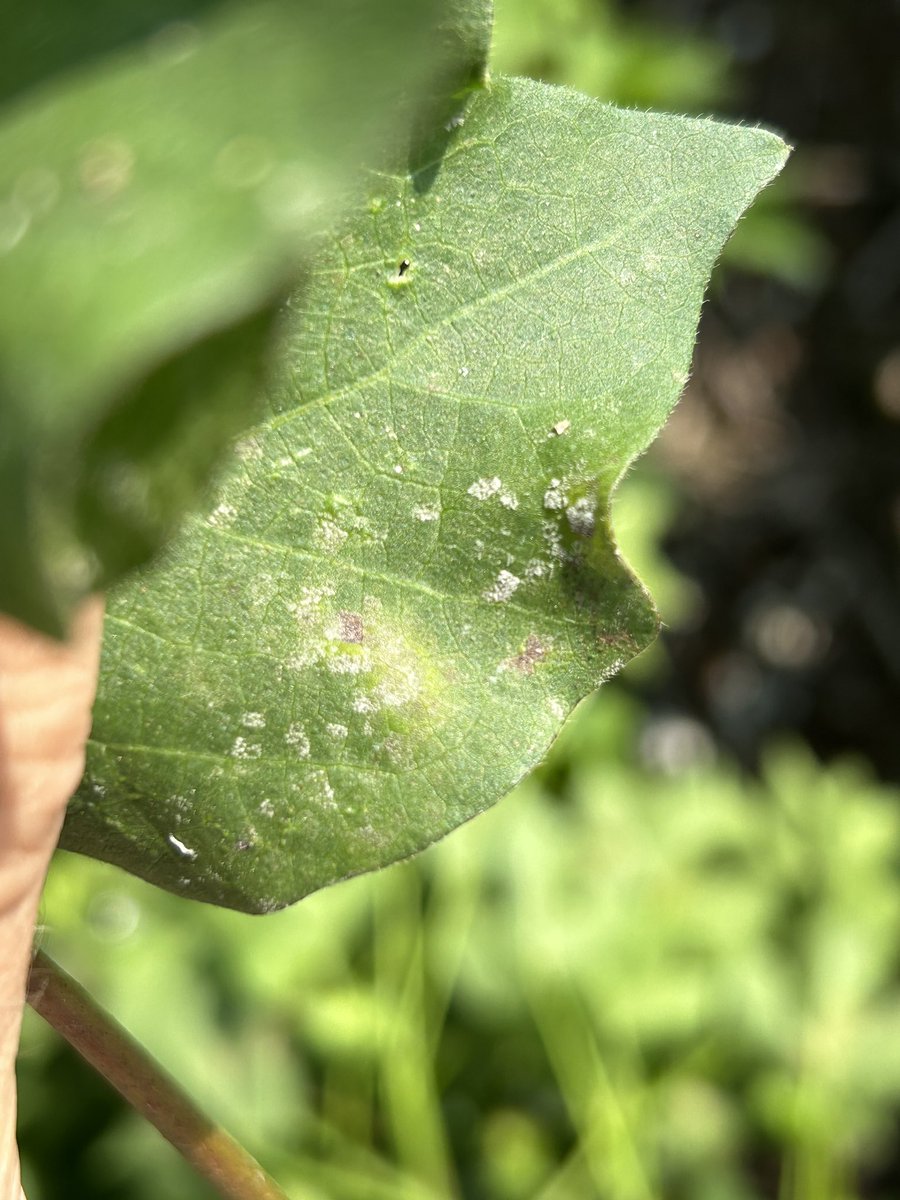 First 2023 report of areolate mildew (Ramulariopsis) in Georgia’s cotton came yesterday from Bleckley Co. When this disease appears early enough during bloom period, judicious use of fungicides can increase lint yield by as much as 250 lb/A. UGA Extension