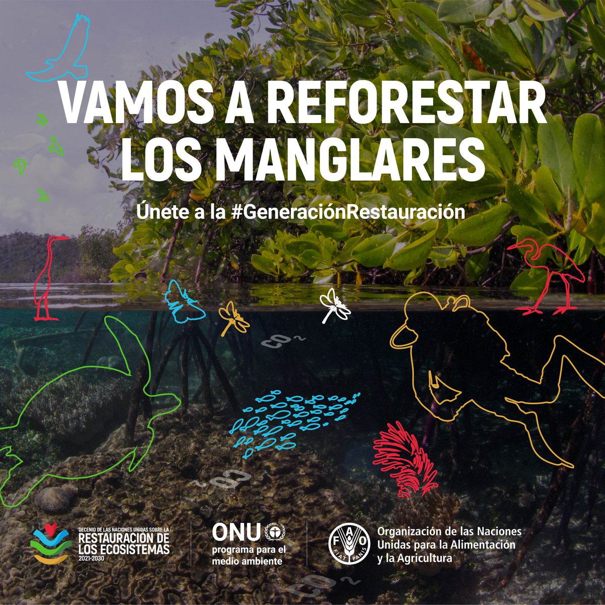 unep_espanol's tweet image. Los manglares albergan fauna colorida y poco común.

Sus beneficios son cruciales para la #AcciónClimática.

Su desaparición acelerada requiere acción colectiva urgente.

En el #DíaDeLosManglares y cada día, protejamos estos ecosistemas frágiles.

decadeonrestoration.org/es/una-mirada-…