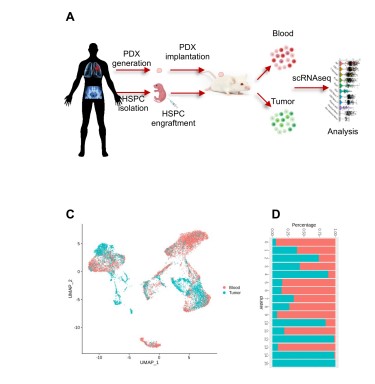 Fantastic work from @obigriffith @malachigriffith  and colleagues.
'Autologous humanized PDX modeling for immuno-oncology recapitulates features of the human tumor microenvironment'

@WashUOnc @SitemanCenter @WUDeptMedicine @WashUSurgery 

jitc.bmj.com/content/11/7/e…