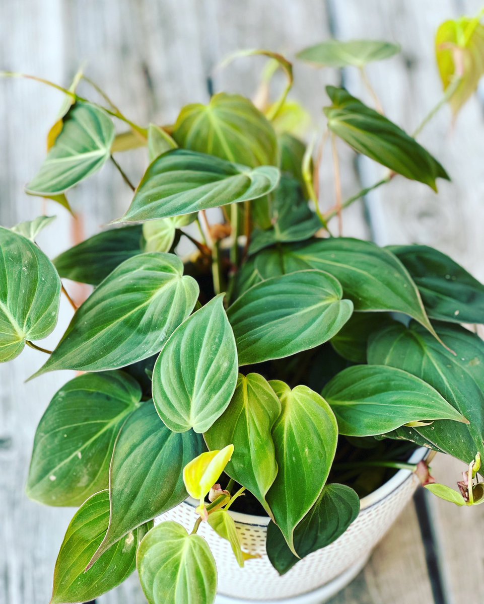 FloweramaC's tweet photo. Check your wish list for this new arrival …if Philodendron Micans isn’t on there it should be 🤩 this easy care climber has almost iridescent velvety dark green leaves 🍃 are to die for!! #plantinspo #moveindayiscoming https://t.co/ZKD9aFbEDa