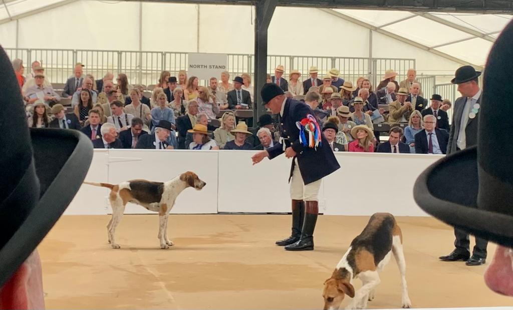 kfpben87's tweet photo. Proud puppy walkers returning to the farm after watching HH hounds get among the prizes at Peterborough Festival of Hunting. https://t.co/Qyfe84MacV