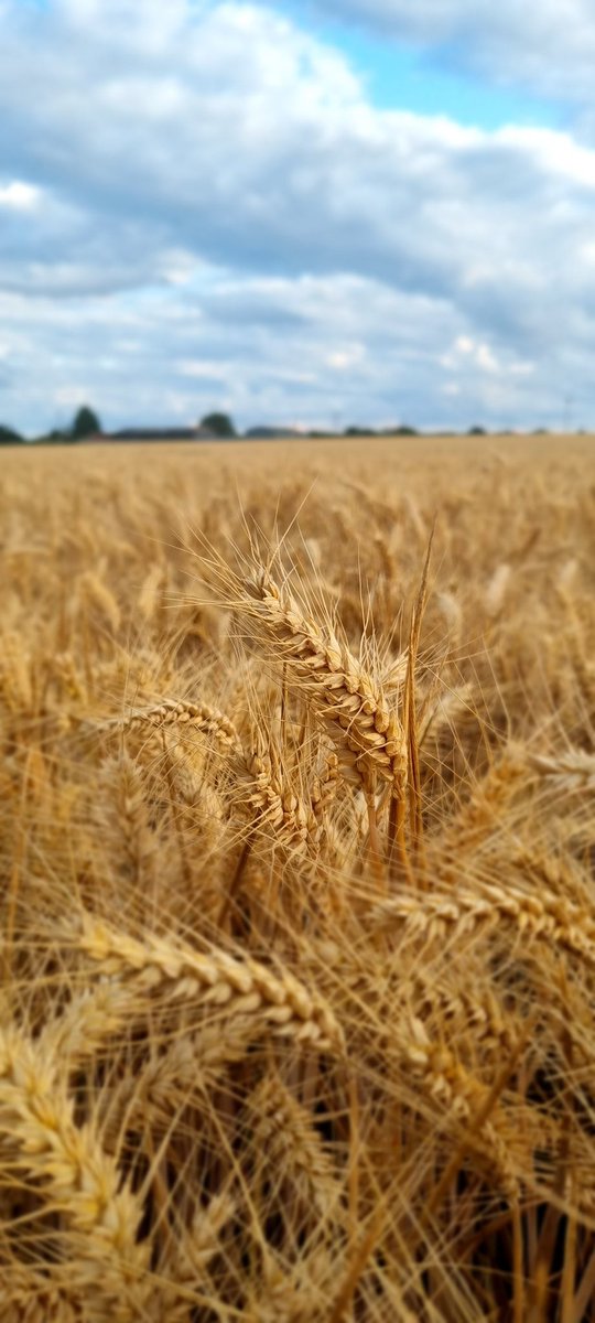 I'm now in my 31st year working in the Ag sector. I have seen many innovations during this time. This crop of Barley-Wheat is simply amazing. 
You can bake a loaf of bread and then wash it down with a lovely pint! 
Can't wait for next year's Cider-Wine🤪