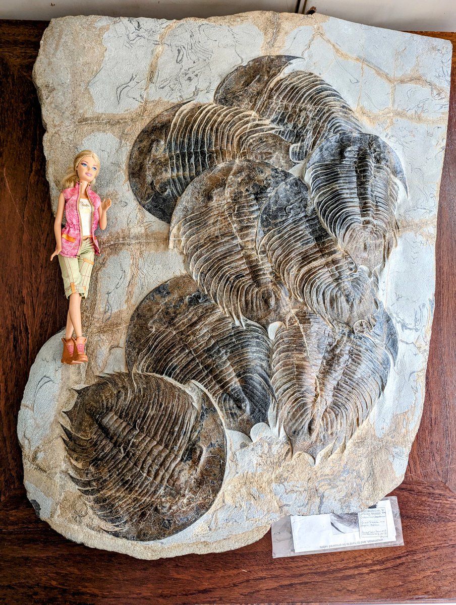 Been looking at some cool fossils recently <a href="/NHM_London/">Natural History Museum</a> here are several trilobites one slab from Morocco ~480million years ago.
This trilobite is called Dikelokephalina, these are extinct arthropods.

#BarbieMovie #palaeobarbie