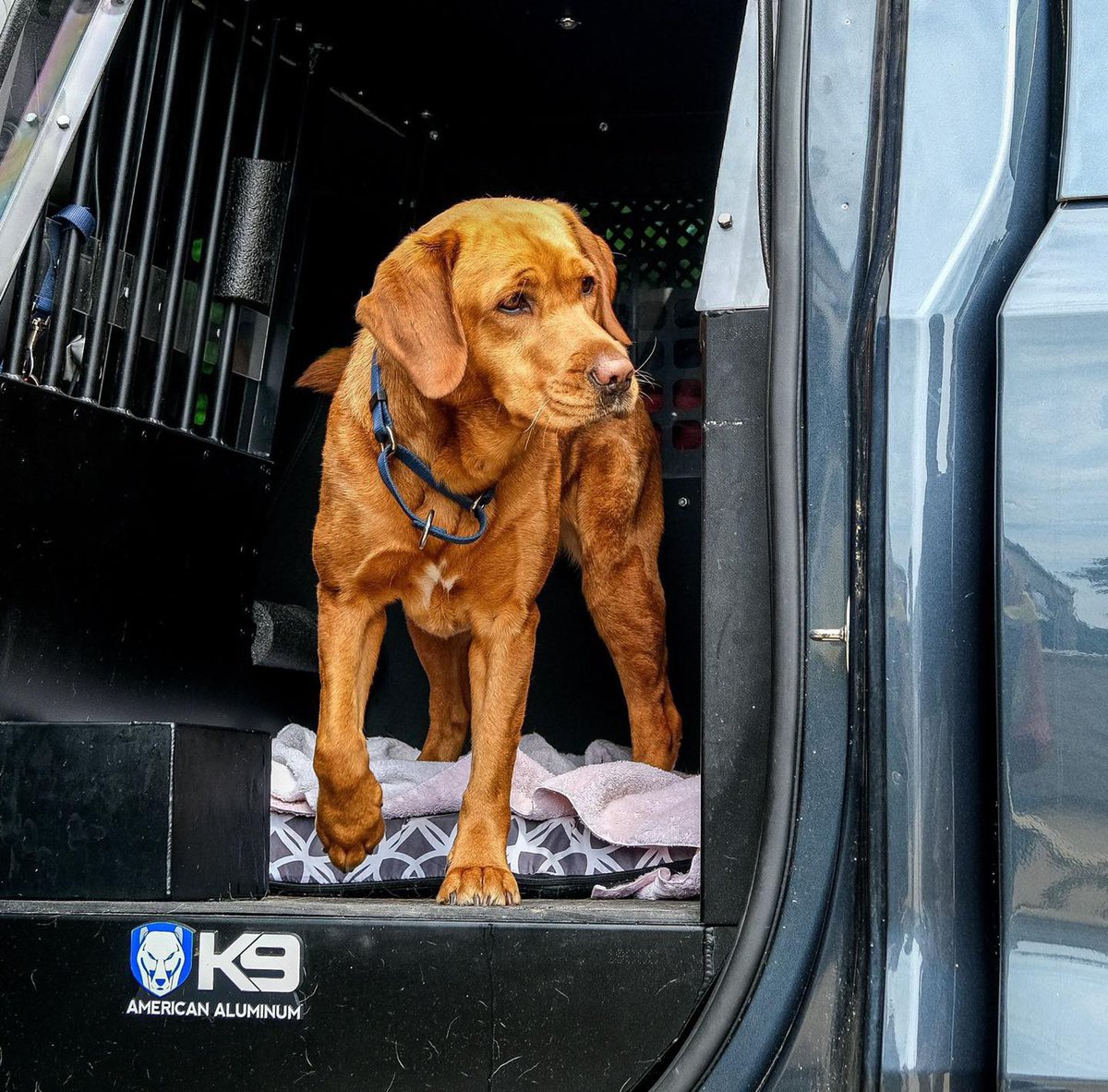 Happy 5th Birthday to our fur baby K9 Clover 🍀.