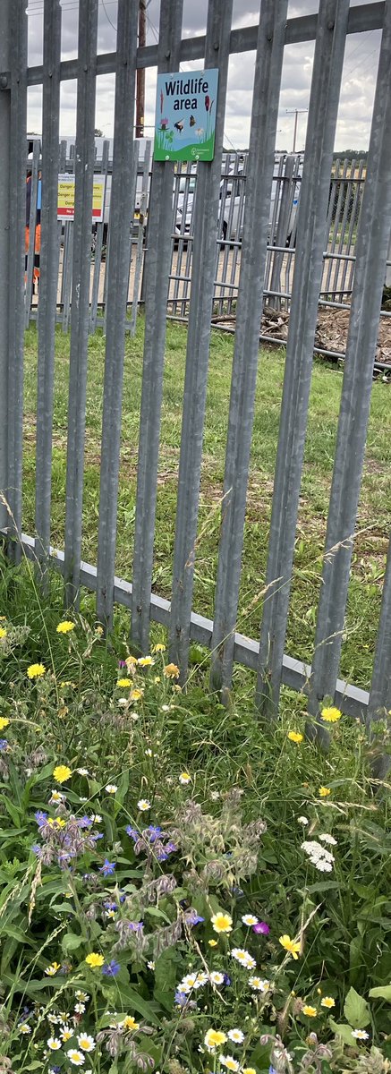 Another wonderful #WildFlowerGarden doing very well at #StourmouthPumpingStation #littleStour ⁦<a href="/EnvAgencySE/">Environment AgencySE</a>⁩