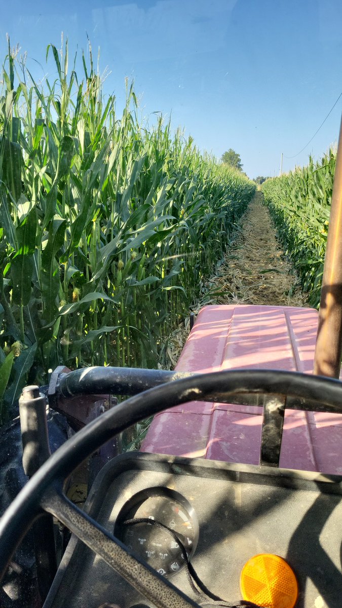 Le maïs blanc fait plaisir à voir. Me tarde de passer la batteuse 🌽🌽🌽