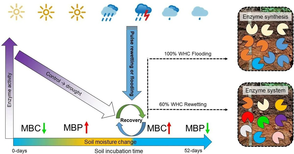New in Geoderma: "Environmental memory of microbes regulates the response of soil enzyme kinetics to extreme water events: Drought-rewetting-flooding" by S Wang, D Thi Thu Hoang, A The Luu, T Mostafa &amp; BS Razavi. buff.ly/3D2I9RW 
<a href="/kieluni/">Universität Kiel CAU 🎓</a> <a href="/vnuhcm_info/">Viet Nam National University HCMC</a> <a href="/BaharRazavi/">Bahar Razavi</a>