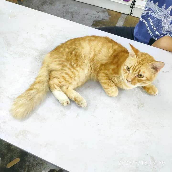 hilang_jumpa's tweet photo. Kucing Dijumpai

Area : pasar besar seremban, Negeri Sembilan 
Rasa dua kucing ni bertuan dan dibuang sini sebab bulu cantik tapi panic dan standstill kat tempat tu saja.
boleh pm atau hubungi
0162011055 
kalau tuan dia ada nampak atau sesiapa ada minat nak ambil. https://t.co/8hqEhc8Cop