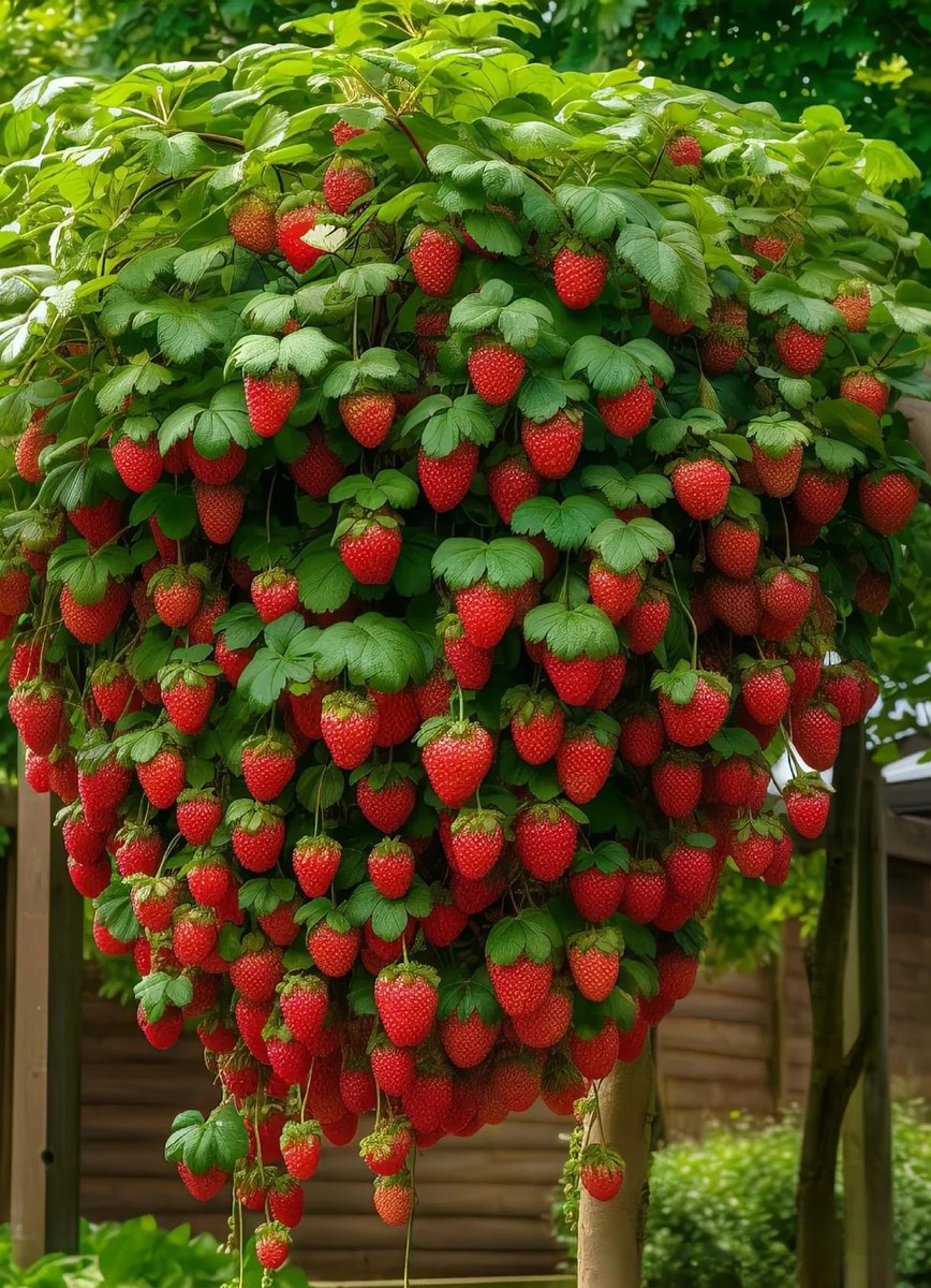 eyes full of strawberries😍😍