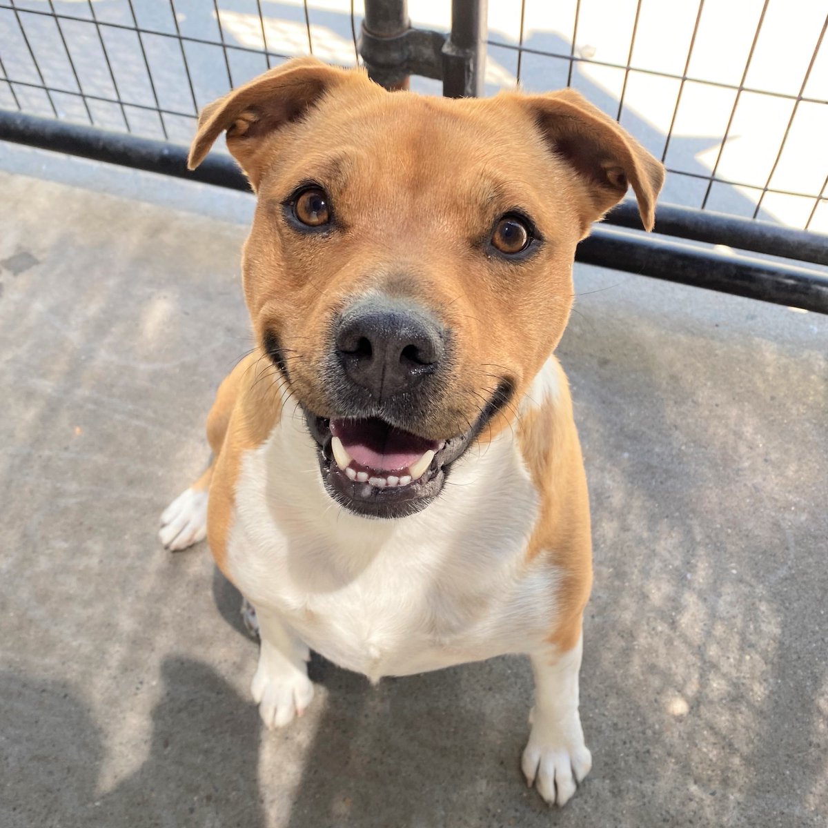 RoiceHurst's tweet image. We are over capacity! In an effort to move pets into loving homes and open kennels for the many pets waiting for a safe place to land, we are reducing ALL adoption fees to just $20 now through the end of July! Browse all of our adoptable pets at rhhumanesociety.org/adopt.