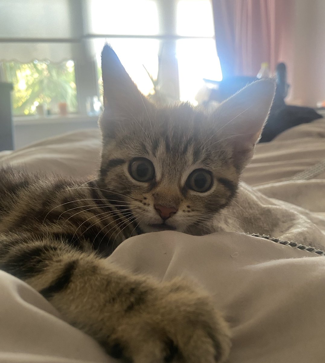 jessigx_'s tweet photo. Why are her ears so BIG … lil Dobby lookin ass https://t.co/cfSZdaSLrY