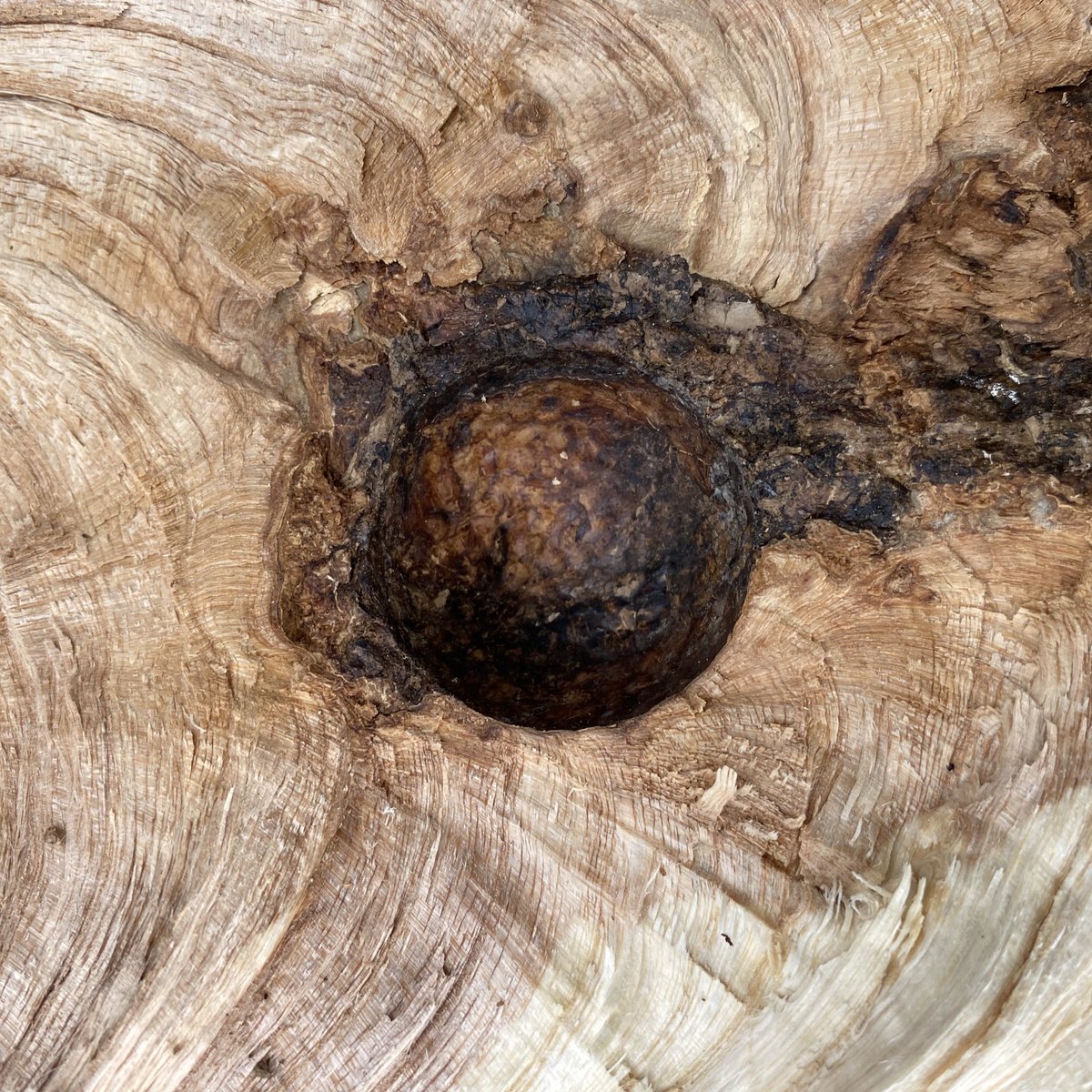 Scotty Cameron tweet media