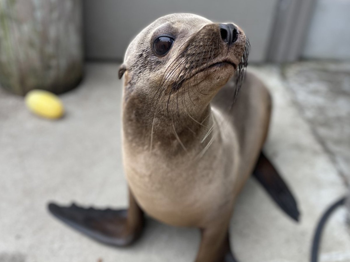 American Trail keepers welcomed Jo-Jo (a blind juvenile gray seal), Ronin (a juvenile sea lion with eating difficulties) + Juniper (an imprinted beaver) into their care. Their expertise, dedication and commitment has greatly enhanced the lives of these rescued animals. #NZKW2023