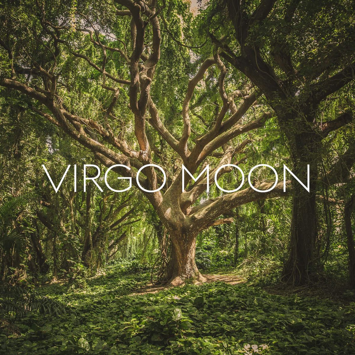 studpuffinn's tweet image. 