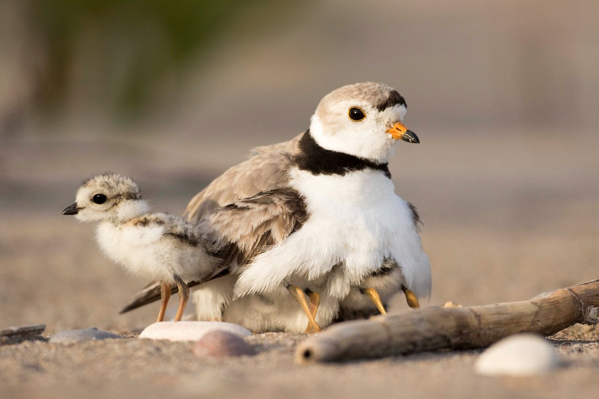 Ready to learn all about Piping Plovers with <a href="/BirdsCanada/">Birds Canada</a>?  Join us on July 22 from 10 a.m. to 4 p.m. to talk to experts about these small birds that live on the shorelines of oceans and lakes 🐤 Book your visit 👉 bit.ly/3NXs31e

📸 Mark Peck