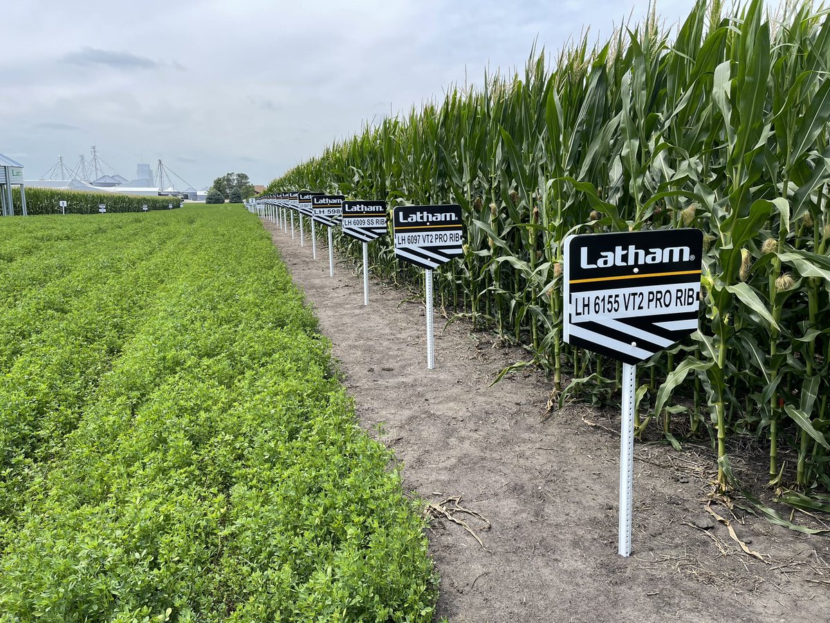 JohnLatham1's tweet photo. It’s a beautiful day to look at 🌽 in Iowa. https://t.co/PqYp2hESU1