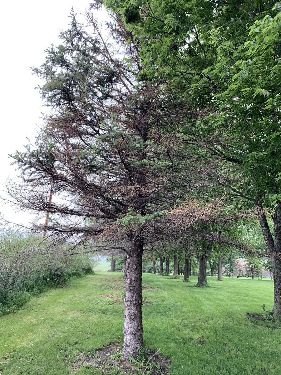 drbillyjbeck's tweet image. #Spruce needle cast: perhaps the most common issue impacting Iowa’s old-school, non-diverse #windbreaks. 
  
@EdZaworski will join #WindbreakSchool this Friday (BV Co.) to discuss pests/pathogens. 🧐🌲

Great + relevant video from Ed 👇

m.youtube.com/watch?v=Bp-heS…