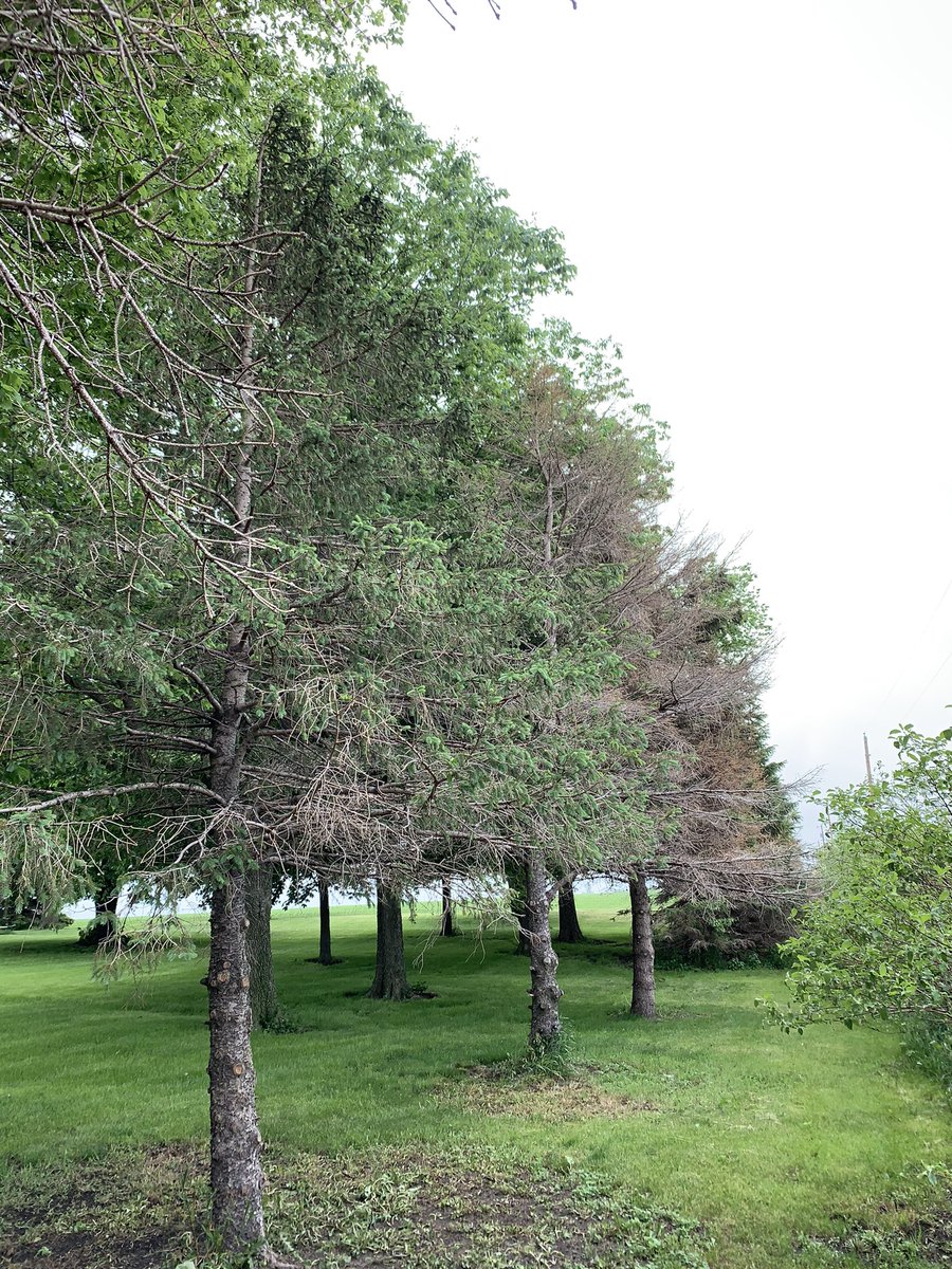 drbillyjbeck's tweet image. #Spruce needle cast: perhaps the most common issue impacting Iowa’s old-school, non-diverse #windbreaks. 
  
@EdZaworski will join #WindbreakSchool this Friday (BV Co.) to discuss pests/pathogens. 🧐🌲

Great + relevant video from Ed 👇

m.youtube.com/watch?v=Bp-heS…