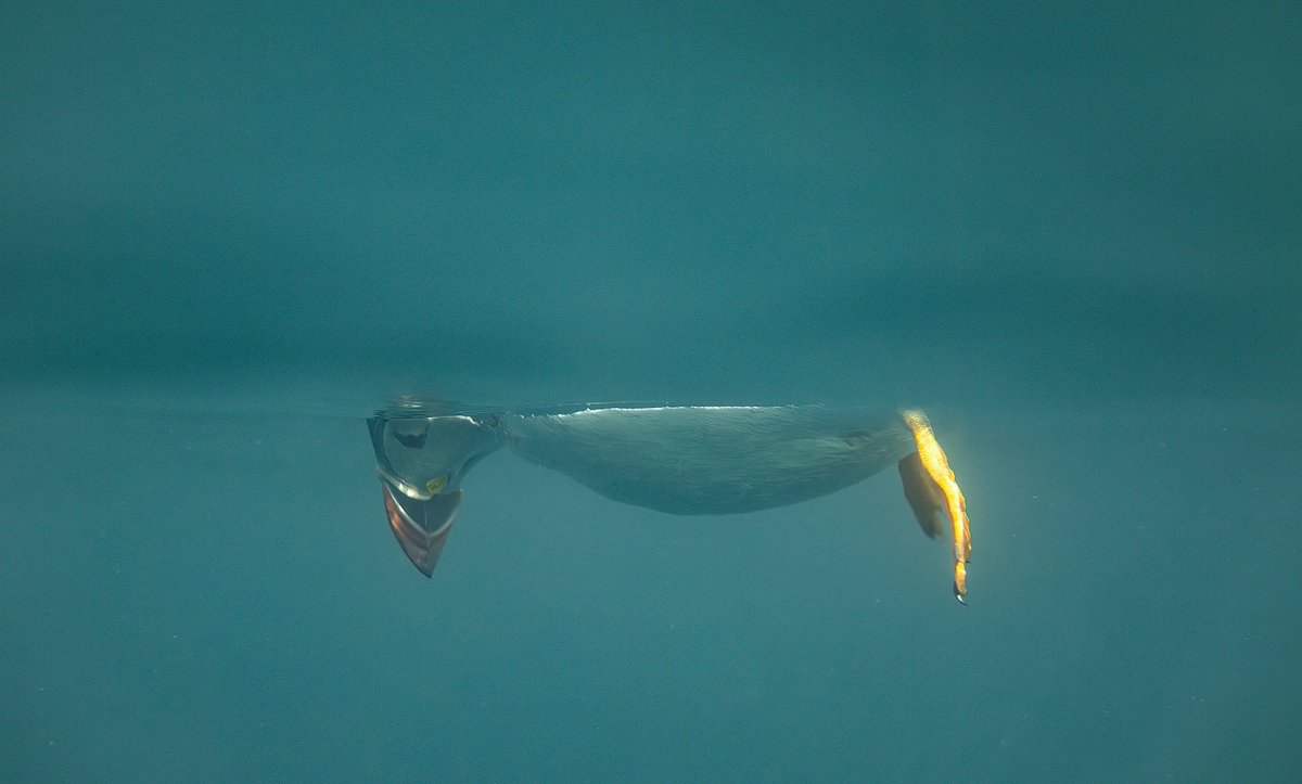 bwmphotoUK's tweet image. Don’t look down #puffin