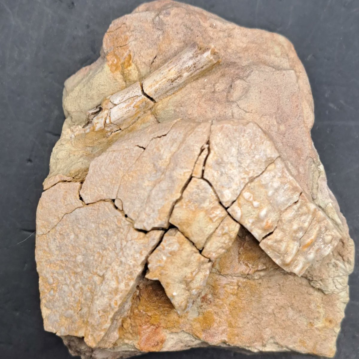 TheDailyRex's tweet image. Just added several fascinating fossils from the Late Devonian of Latvia. Some Placoderm pieces, early tetrapod teeth, fish teeth and scales. Only @ thedailyrex.com #evolution #fishing #Science