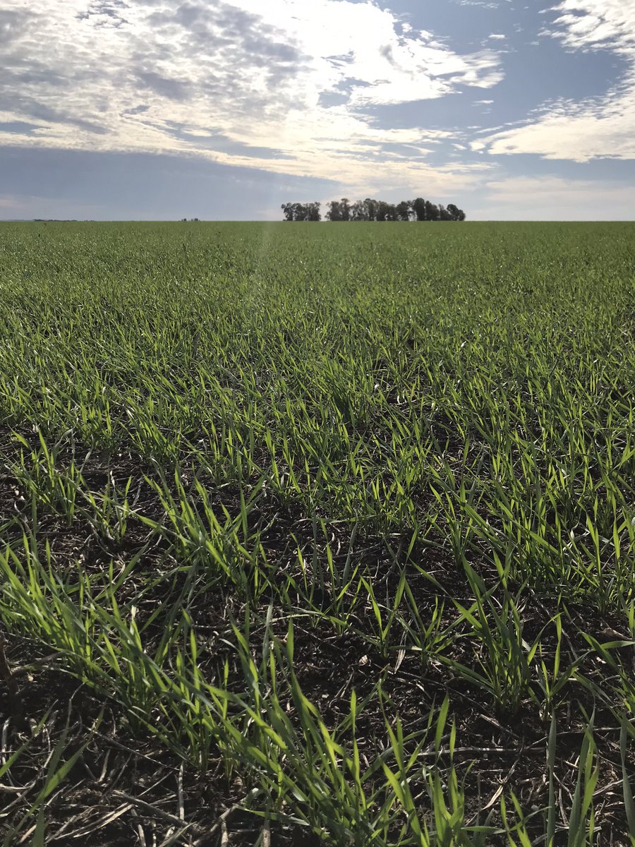 psaa_8's tweet photo. Nuevo #BuckFulgor 
Ciclo corto con buen potencial y calidad de grano.
Fecha de siembra 11/6
48 pl/m lineal 
Z22. Esperando N y control de malezas 🌾 https://t.co/DtJEgXZugo