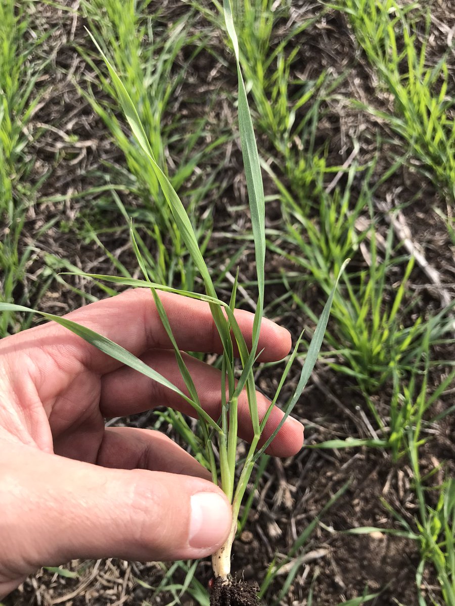 psaa_8's tweet photo. Nuevo #BuckFulgor 
Ciclo corto con buen potencial y calidad de grano.
Fecha de siembra 11/6
48 pl/m lineal 
Z22. Esperando N y control de malezas 🌾 https://t.co/DtJEgXZugo