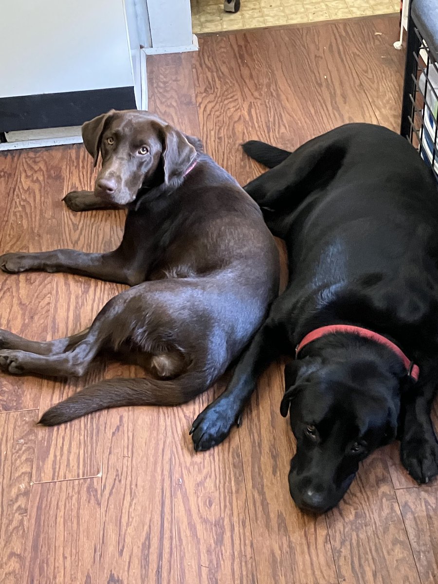 Jax is thrilled - we’re keeping Mae for a friend! #blacklabs