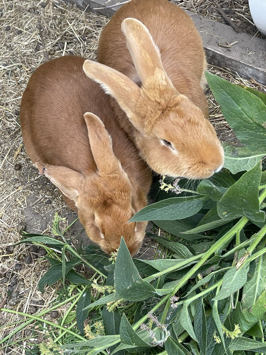 Zelf gekweekte smeerwortel waar ze verzot op zijn. Ze leven in een kolonie met soortgenoten én de ren wordt uitgebreid. Maar Ben zal het verbieden. Liever beesten uit het slachthuis. Ik kweek ook Izegemse koekoek en Japanse kwartel. Kan ik de flikken verwachten?