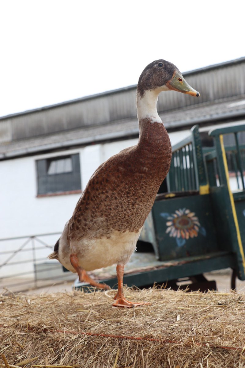 Farmily_buckets's tweet photo. Mo knows his best pose, especially now he feels extra famous with his own plushie. Time to order is very limited though, so if you want your own Mo, donโt hang around.
#caenhillcc #motheduck #moknows #runnerduck #famousduck #posing https://t.co/6JmiFK4UWy